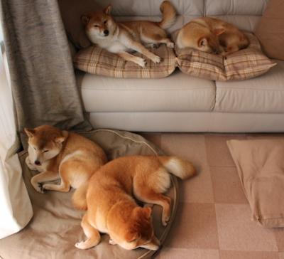 东契奇关键战不手软，森林狼轻取快船，新星崛起与团队胜利的交响